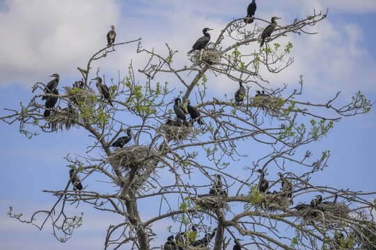 Colony of cormorants (Phalacrocorax carbo) on trees in Kopacki Rit nature park Park, Kopačevo, Osijek-Baranja County, Croatia