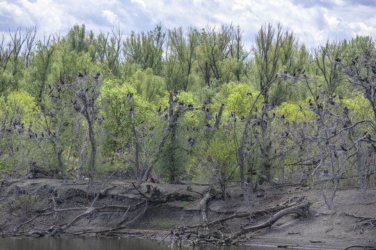 Colony of cormorants (Phalacrocorax carbo) on trees in Kopacki Rit nature park Park, Kopačevo, Osijek-Baranja County, Croatia