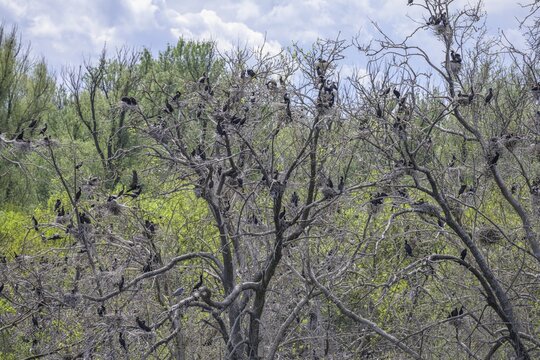 Colony of cormorants (Phalacrocorax carbo) on trees in Kopacki Rit nature park Park, Kopačevo, Osijek-Baranja County, Croatia