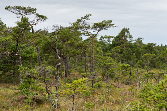 Pine forest in a marshland, &Aring;land, &Aring;land Islands, Finland