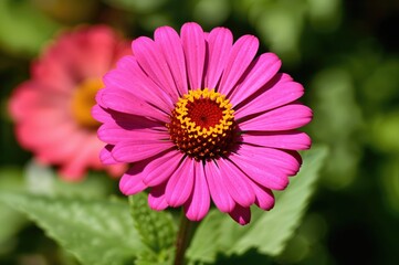 Obraz premium Ornamental Zinnia elegans flower with pink and magenta petals encircling vibrant red and yellow centers in a lush garden setting, blooming solo under bright sunlight
