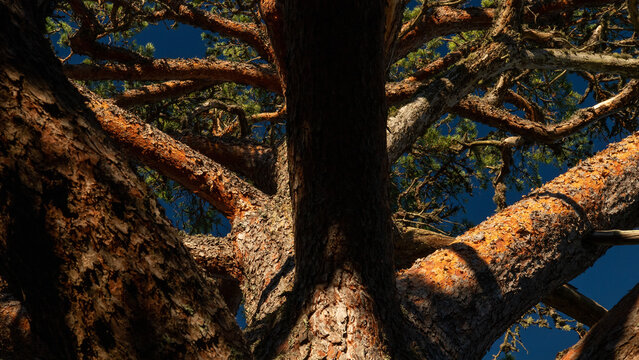 Crown of a mighty old pine tree, &Aring;land, &Aring;land Islands, Finland