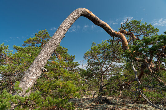 Gnarled, wind-bent pine tree, Getaberg, Geta, &Aring;land, &Aring;land Islands, Finland