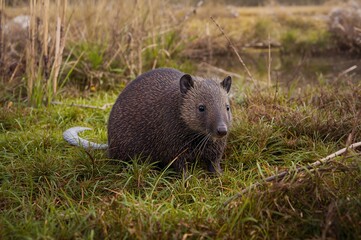 Naklejka premium Rodent resembling a beaver resting on grassy field