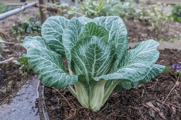 Naklejka premium Cultivating Organic Pak Choi Indoors During Winter Using a Cold Frame in a Kitchen Garden