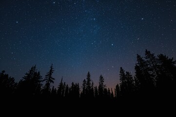 Silhouetted trees against a starry night backdrop