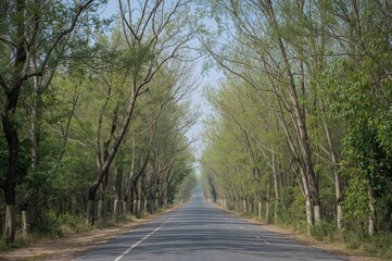 Fototapeta premium Cultivation of exotic eucalyptus species along highways and woodlands, showing swift growth and enhancing greenery in urban and rural settings.