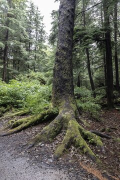 Trunk of a hemlock tree (Tsuga canadensis) in the Pacific Rainforest, Ketchikan, Alaska, USA