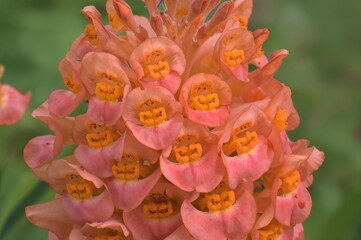 Vibrant orange and pink snapdragons radiate joy and warmth with their lively colors. This particular snapdragon combines gentle pink blooms with peach-toned orange accents.