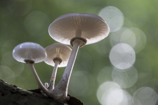 Ringed beech slime moulds (Oudemansiella mucida), Emsland, Lower Saxony, Germany