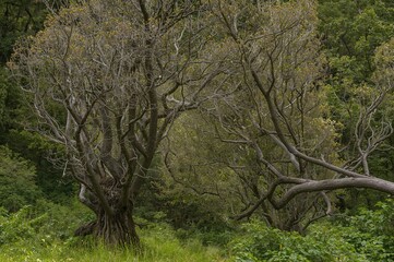 Diverse eucalyptus species and towering redwoods along a scenic hiking path in a regional nature preserve