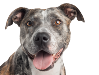 Pet dog, dog face close-up, happy cute smiling pet dog, pet dog portrait, isolated on a transparent background, professional pet photography