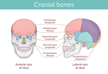 Skull anatomy. Facial bones with front and side view of human skull. Hand drawn anatomical vector illustration.