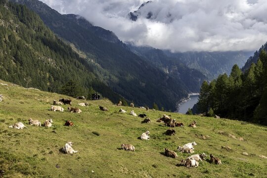 Cattle (Bos taurus) lying on the pasture, behind Sambuco reservoir, Sambuco valley, Vale Sambuco, near Fusio, Lavizzara, Canton Ticino, Switzerland