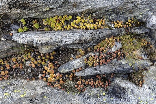 Houseleek (Sempervivum) growing between stones, Canton Ticino, Switzerland