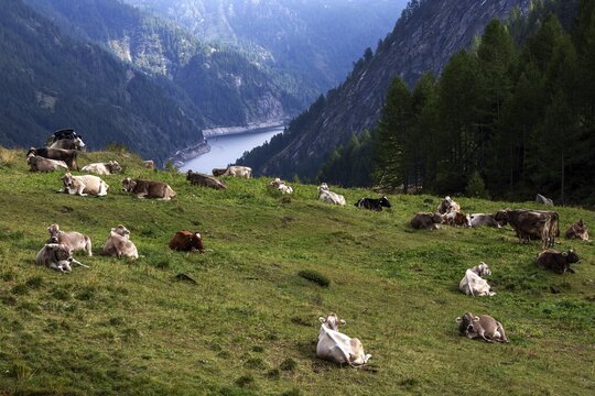 Cattle (Bos taurus) lying on the pasture, behind Sambuco reservoir, Sambuco valley, Vale Sambuco, near Fusio, Lavizzara, Canton Ticino, Switzerland