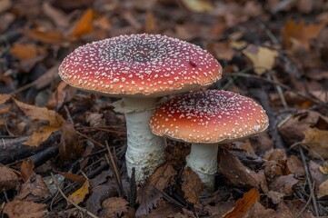 Fototapeta premium Wild scarletina bolete mushrooms in autumn forest with colorful leaves