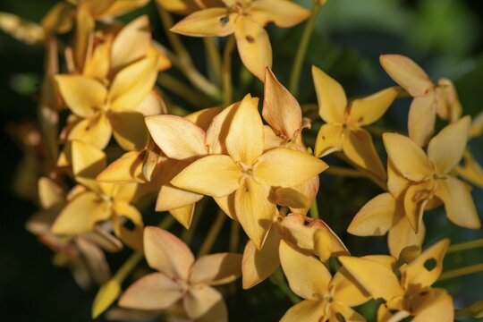 Ixora, yellow flowers, Tortuguero National Park, Costa Rica