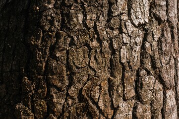 Obraz premium Detailed view of tree stump bark under sunlight, showcasing an aged carbon sink in macro photography style