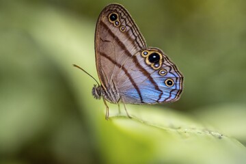 Westwood Satyr Euptychia Westwoodi Butterfly