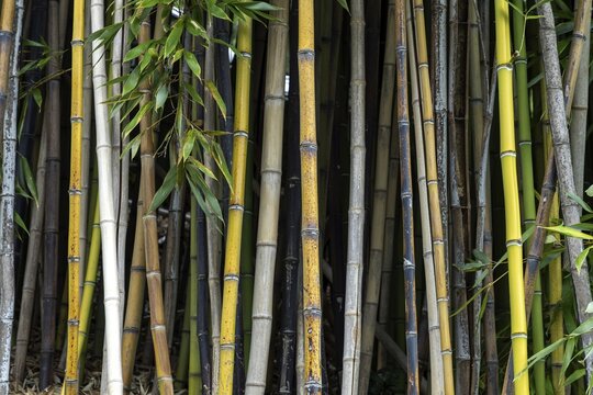 Bamboo, bamboo grove, Scherrer Park, Parco Scherrer, Morcote, Lake Lugano, Lago di Lugano, Canton Ticino, Switzerland
