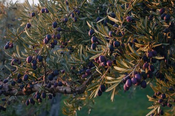 Branch of an olive tree laden with mature fruits and green foliage. Agriculture, farming, and nutritious harvest concepts.