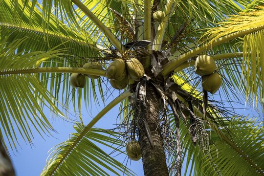 Coconuts on a coconut palm (Cocos nucifera), Puntarenas province, Costa Rica