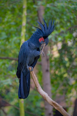 Palm Cockatoo, Probosciger aterrimus, also known as the Goliath Cockatoo