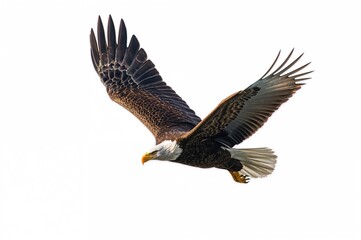 Fototapeta premium A single eagle soaring against a white backdrop