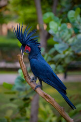 Palm Cockatoo, Probosciger aterrimus, also known as the Goliath Cockatoo