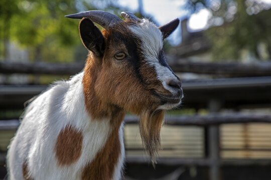 Goat (Capra), mountain village Rasa, Centovalli, Canton Ticino, Switzerland