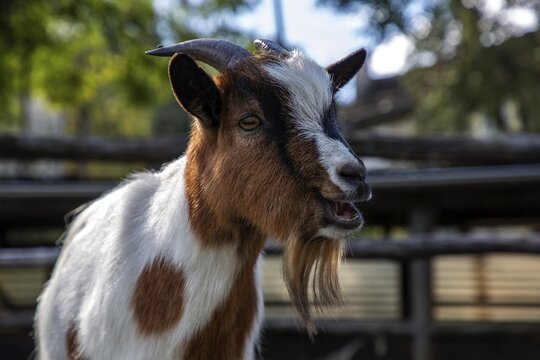 Goat (Capra), mountain village Rasa, Centovalli, Canton Ticino, Switzerland