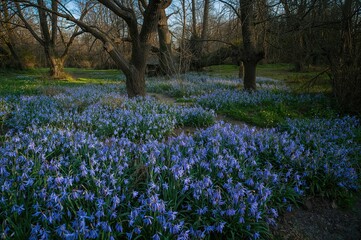Neglected vintage garden blanketed with blooming Siberian squill (Scilla siberica)