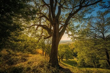 Fototapeta premium Beautiful Landscape Featuring Ancient Tree Amidst Lush Forest Under Bright Sunlight