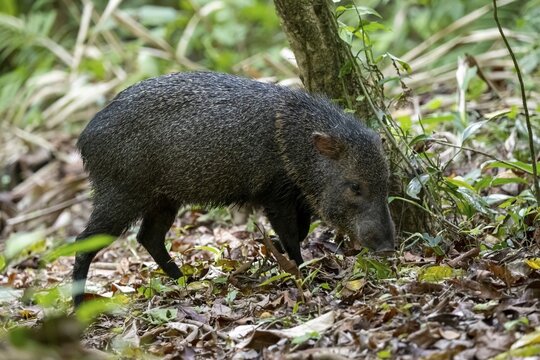 Collared peccary (Pecari tajacu) foraging in the rainforest, Corcovado National Park, Osa, Puntarena Province, Costa Rica