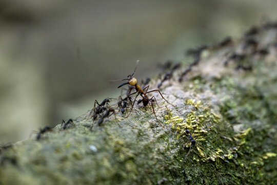 Travelling ant (Eciton burchellii), Corcovado National Park, Osa Peninsula, Puntarena Province, Costa Rica