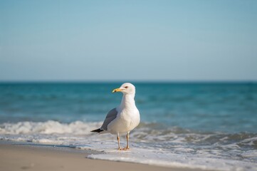 Gull Observing Its Surroundings