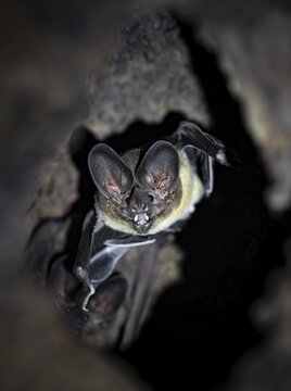 Bat in a cave in a tree trunk, in the rainforest, Corcovado National Park, Osa, Puntarena Province, Costa Rica