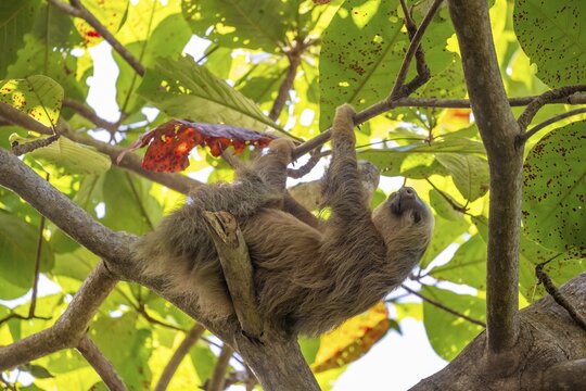 Hoffmann's two-fingered sloth (Choloepus hoffmanni) on a branch, Cahuita National Park, Costa Rica
