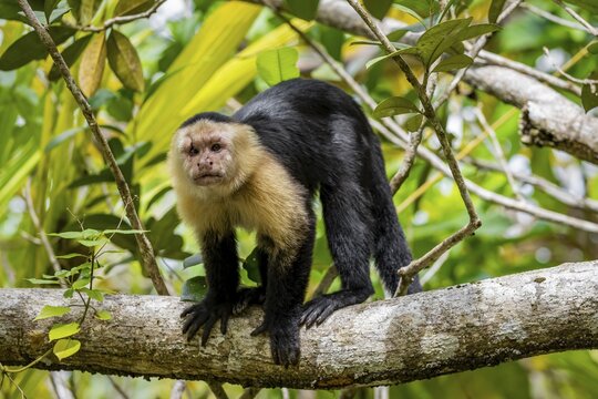 Panama capuchin monkey (Cebus imitator) in a tree, Cahuita National Park, Costa Rica