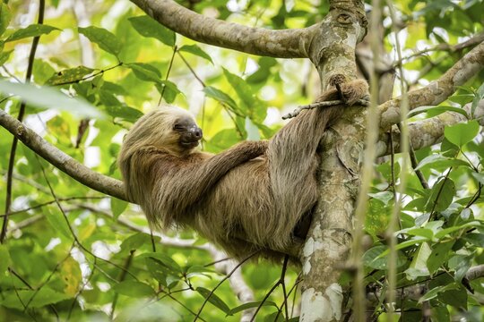 Hoffmann's two-fingered sloth (Choloepus hoffmanni) sleeping on a branch, Cahuita National Park, Costa Rica