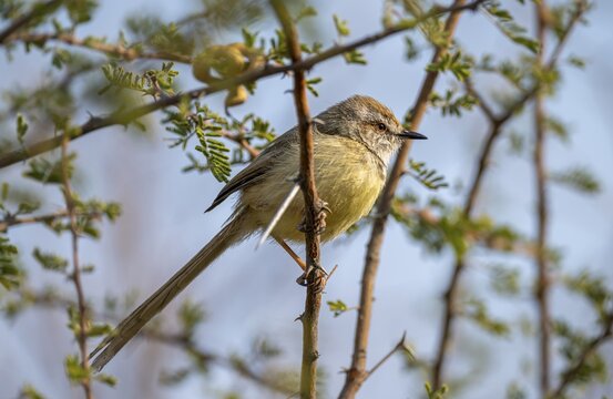 Prinia flavicans, sitting on the branch of an acacia tree, Kubu Island (Lekubu), Botswana