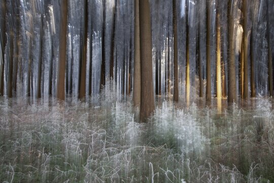 Winter, trees and ground vegetation with hoarfrost in the forest, distorted, Baden-W&uuml;rtemberg, Germany