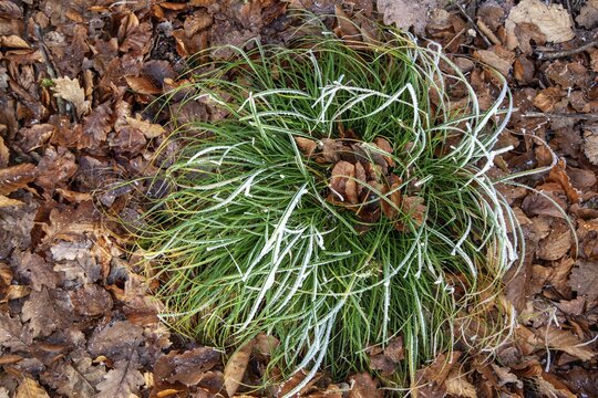 Winter, grass with hoarfrost between autumn leaves, Dossenheim, Baden-W&uuml;rtemberg, Germany