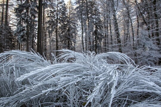 Winter, trees and ground cover with hoarfrost in the forest, mixed forest, Dossenheim, Baden-W&uuml;rtemberg, Germany