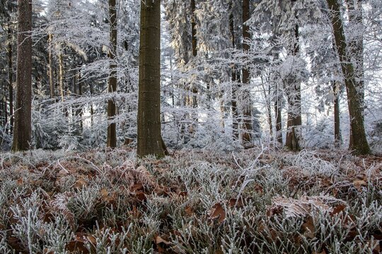 Winter, trees and ground cover with hoarfrost in the forest, mixed forest, Dossenheim, Baden-W&uuml;rtemberg, Germany