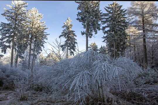 Winter, trees with hoarfrost in the forest, mixed forest, Dossenheim, Baden-W&uuml;rtemberg, Germany