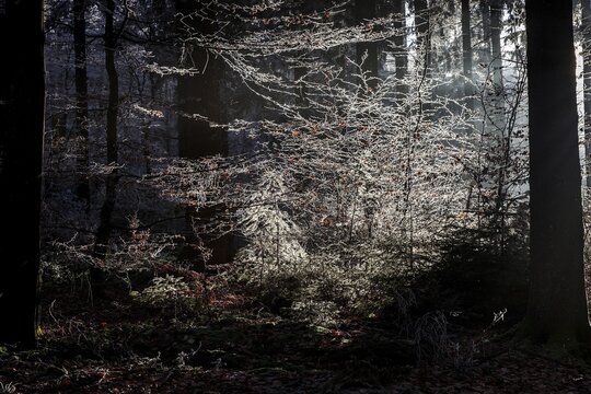 Trees with hoarfrost in the forest, backlight, mixed forest, Dossenheim, Baden-W&uuml;rtemberg, Germany