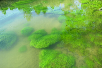 View of a stream with green slime on the surface