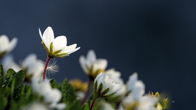 White dryad flower (Dryas octopetala) against a dark background, Lech, Lechquellengebirge, Vorarlberg, Austria